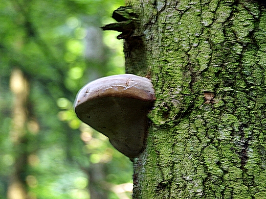 Roztoczaski Park Narodowy