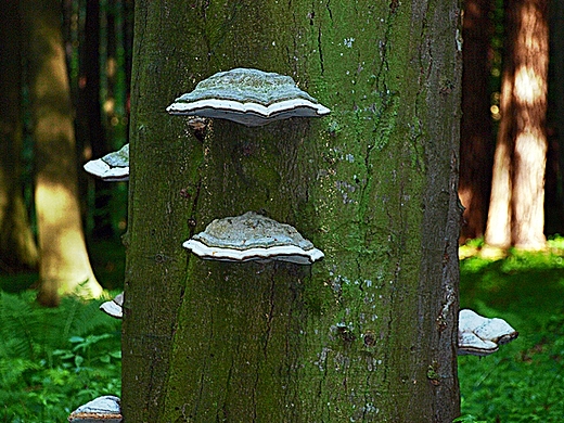 Roztoczaski Park Narodowy