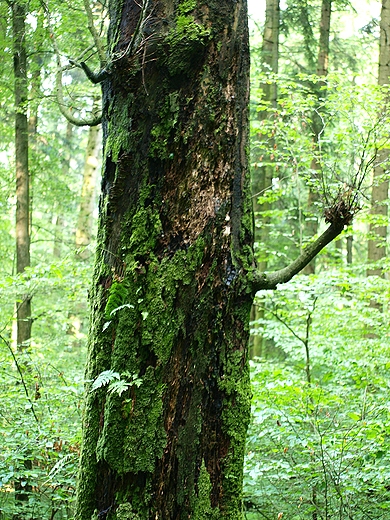 Roztoczaski Park Narodowy