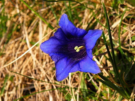 Goryczka krtkoodygowa