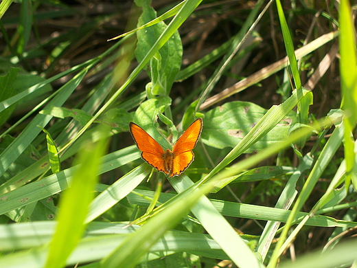 Motyl