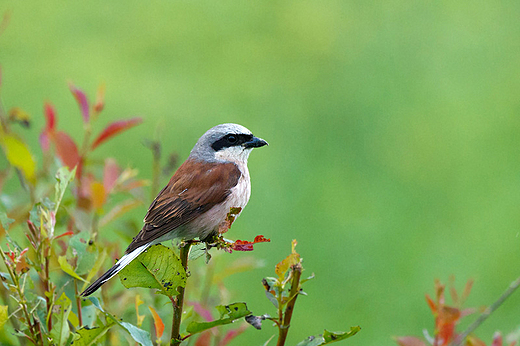 Dzierzba gsiorek