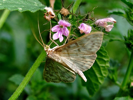 motyl