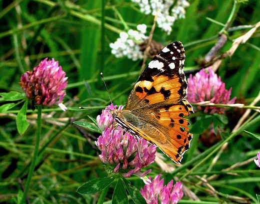 motyl