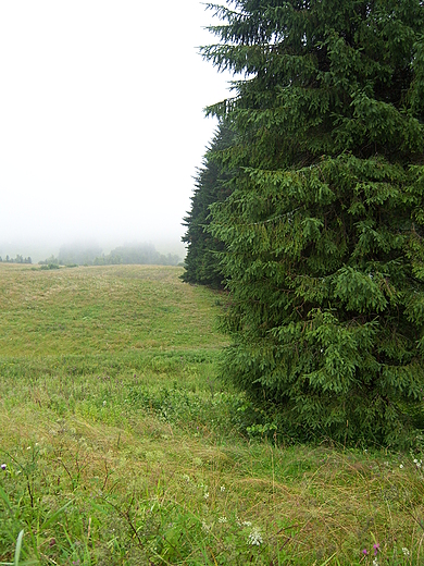 Bieszczady-natura na wycignicie rki