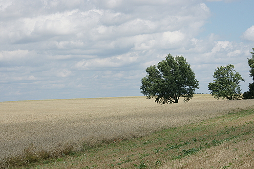 Pola okolice Barlinka