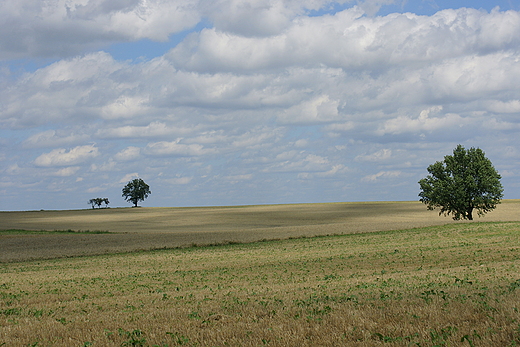 Pola okolice Barlinka