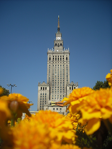 Warszawa. W aksamitkach...