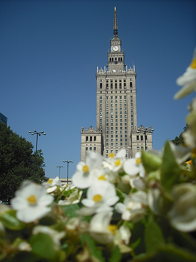 Warszawa. W begoniach...