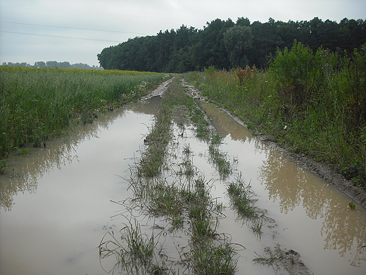 Kosewko. Deszczowe lato 2011.