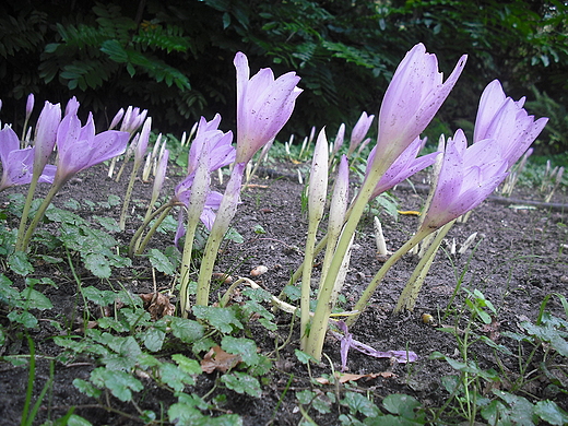 Warszawa. Ogrd Botaniczny we wrzeniu.