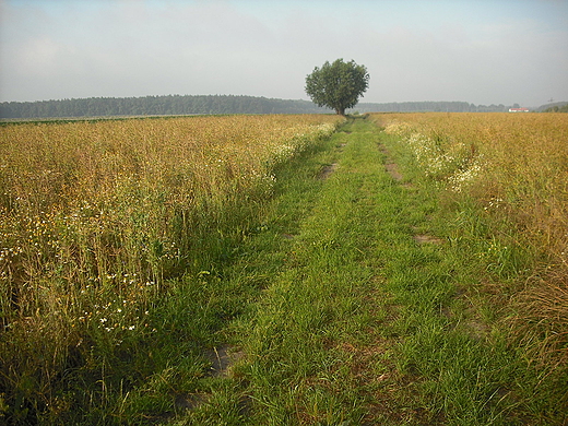 Szczypiorno. Droga polna.