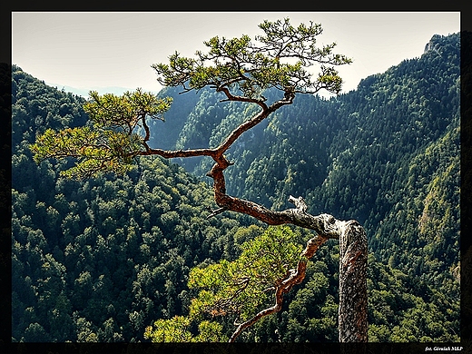 Widok z Sokolicy.