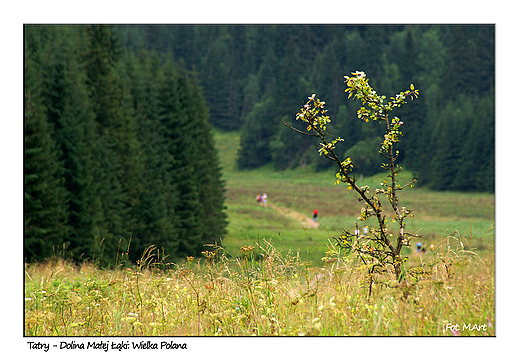 Tatry - Dolina Maej ki, na Wielkiej Polanie