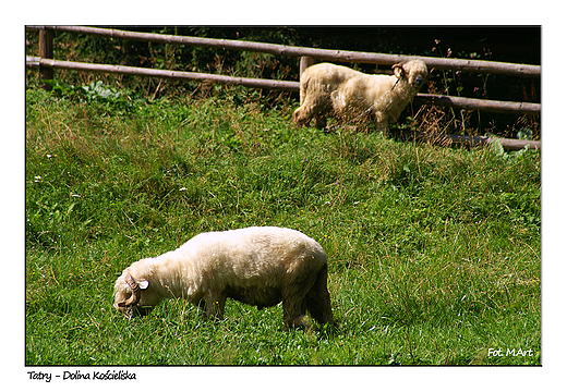 Tatry - Dolina Kocieliska