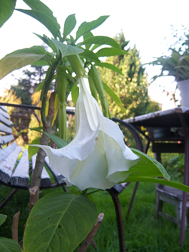 Datura