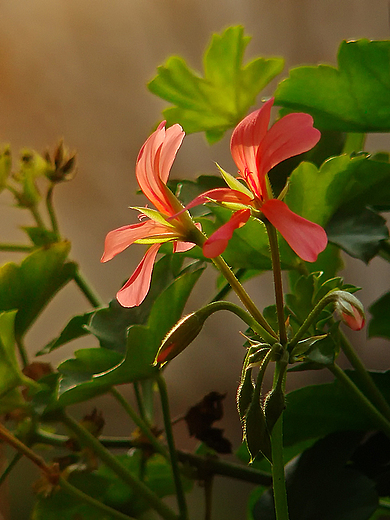 Pelargonia