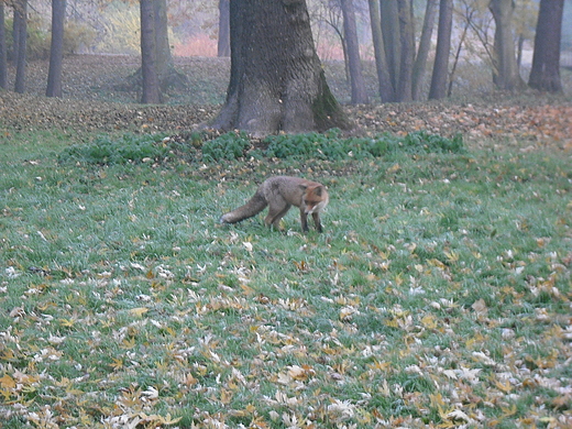 Warszawa. azienki. Moja przygoda z lisem.