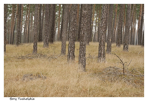 Jesienne Bory Tucholskie