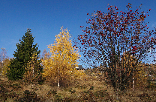 Jesie w Beskidzie lskim.