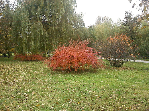 Park im.Szarych Szeregw