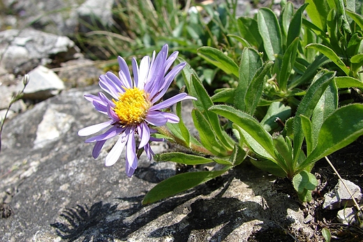 Aster alpejski