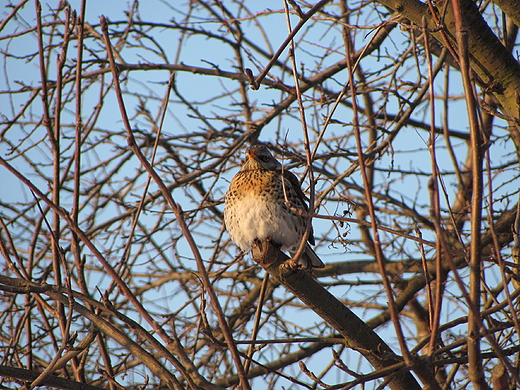 Turdus