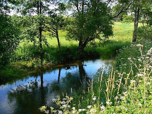 Szeszupa leniwie pynca do wielkiego brata Niemna