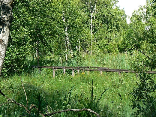 Zrdliska Szeszupy niedaleko miejscowoci Szeszupka