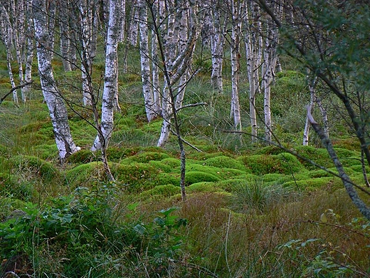 Torfowisko Tarnawa.