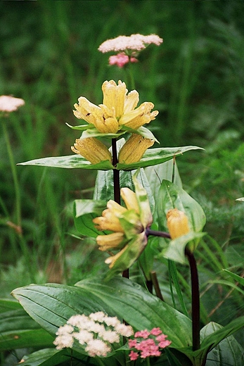 Goryczka ta.