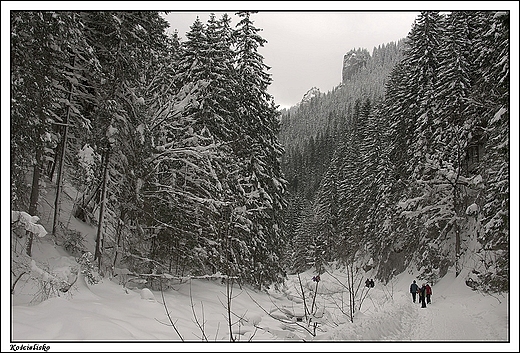 Kocielisko - Dolina Kocieliska, pod Organami