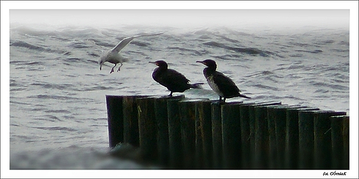 Kormoran zwyczajny carbo sinensis.