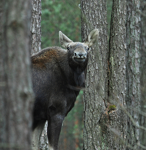 Cauna. Klempa sfotografowana w okolicach Carskiej Drogi