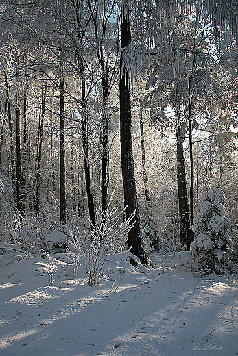 Magurski Park Narodowy