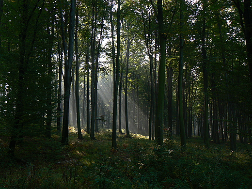 Las w pobliu grodziska Goycw.