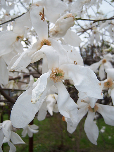 Magnolia