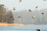 Kaczki krzywki na jeziorze Wysokie Brodno