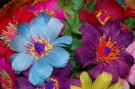 Lipniki - kolorowe kwiaty z barwionych ptasich pir