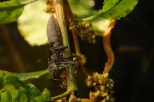Kokon larwy waki rnoskrzydej. Nieznanowice